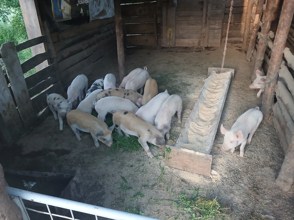 Purcei jupani 350 buc