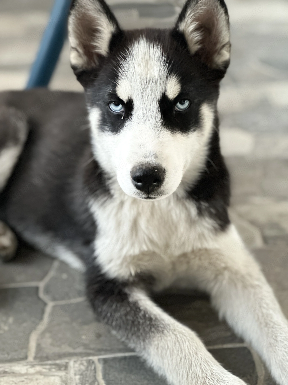 Pentru adopție 