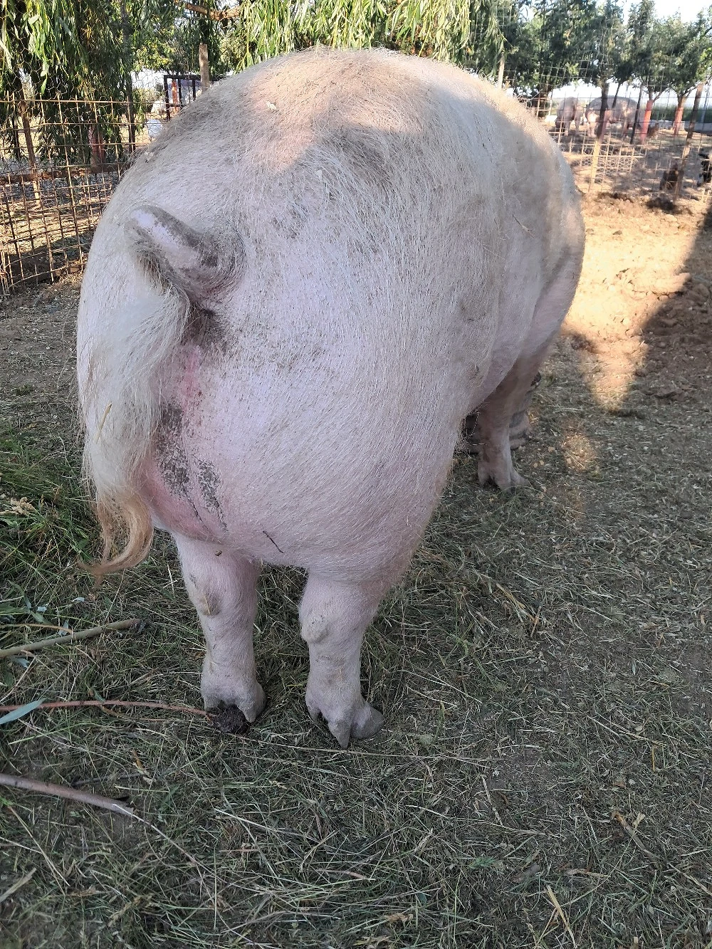 porc 300 kg.