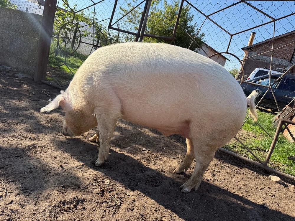 porc marele alb