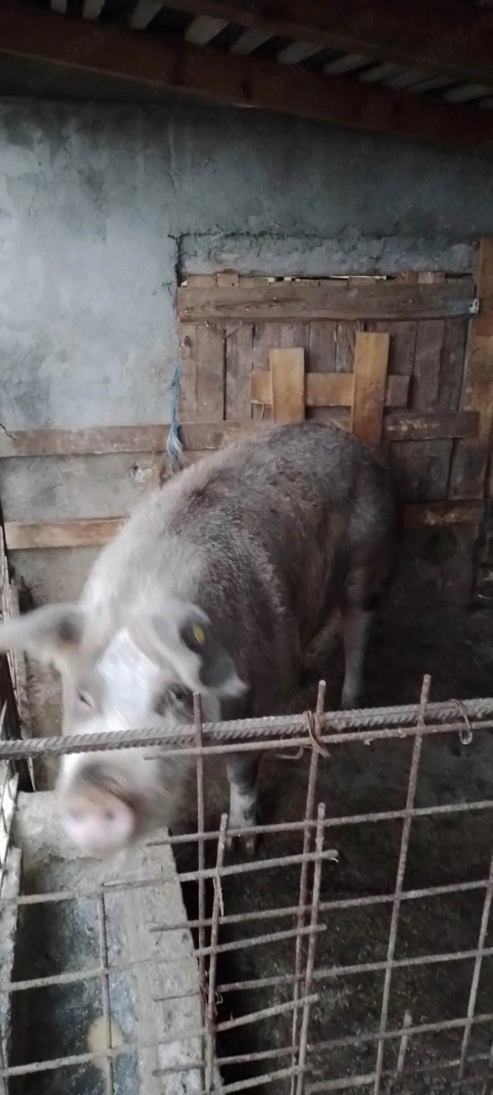 Scroafă  rasă de carne, 300-350 kg, fătată  de 3 ori