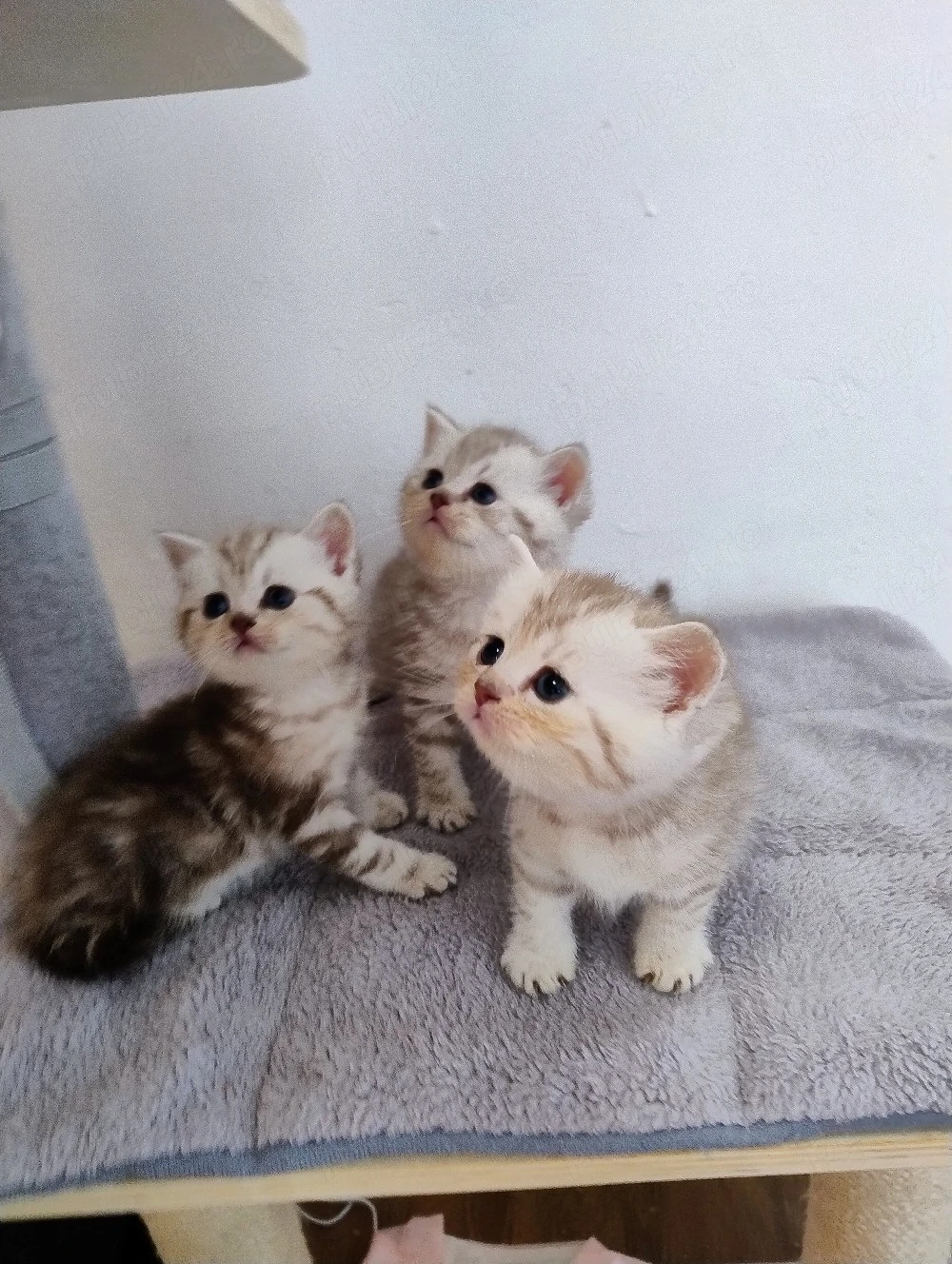 British shorthair 