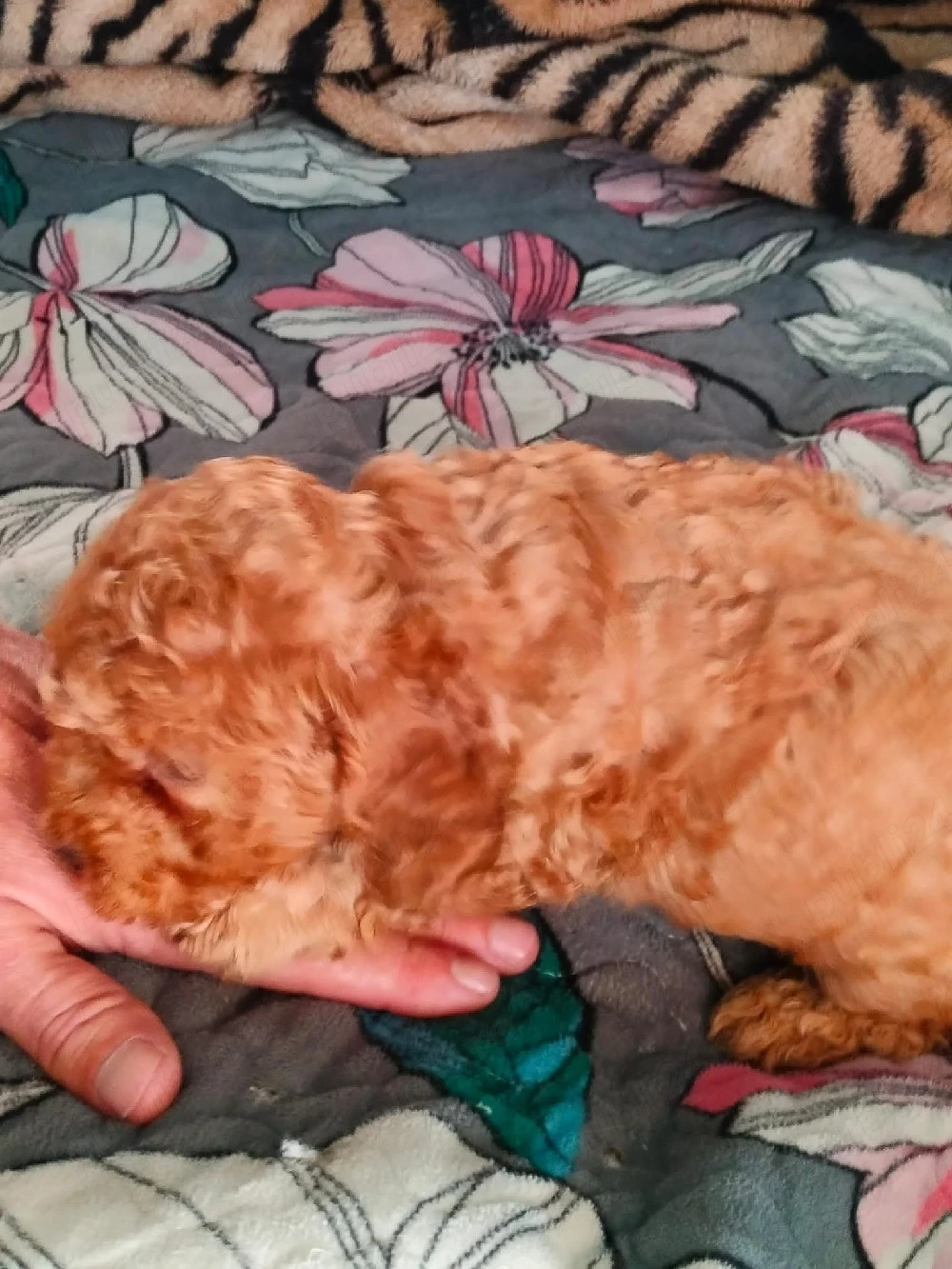 Pudal roscat baeti si fetite devinzare