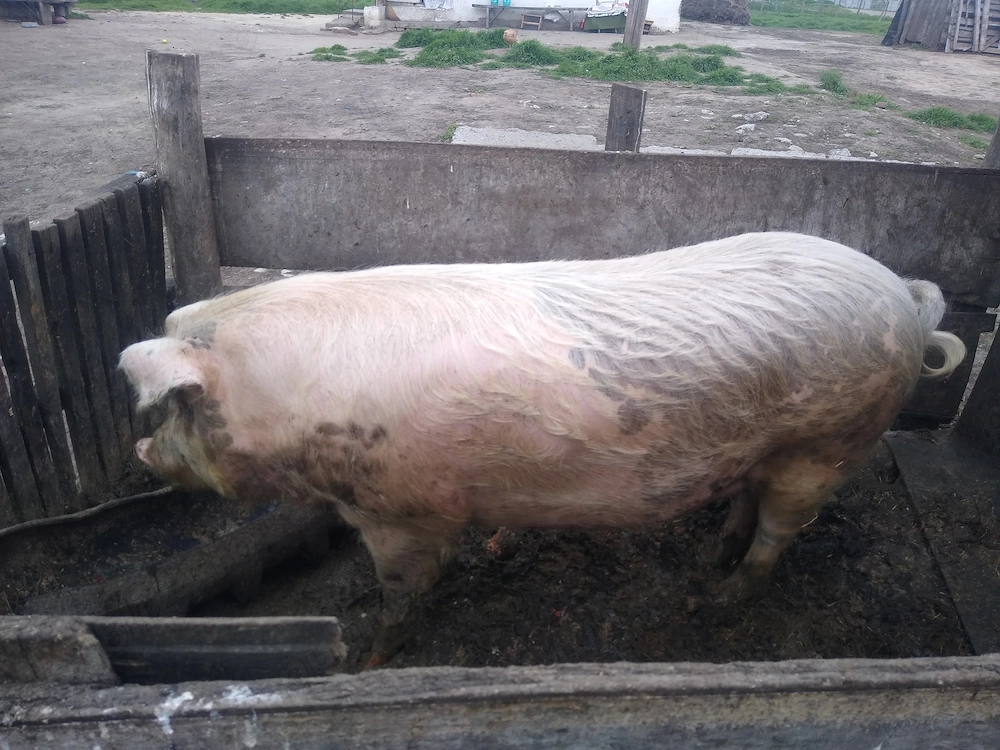 Când porc marele alb 23 de milioane usor negociabil