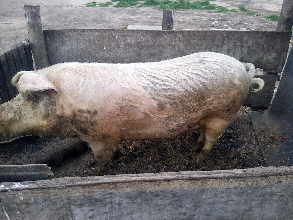 Marele alb 23 de milioane 