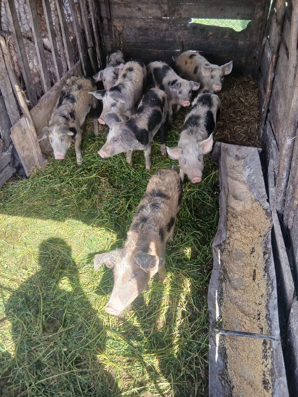 de vânzare 8 bucăți 40 55 kg unul aproximativ 