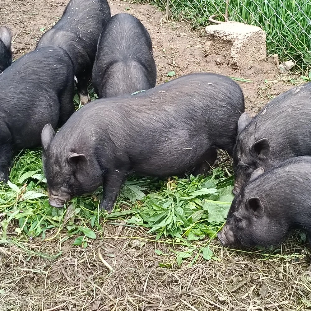 porci vietnamezi 