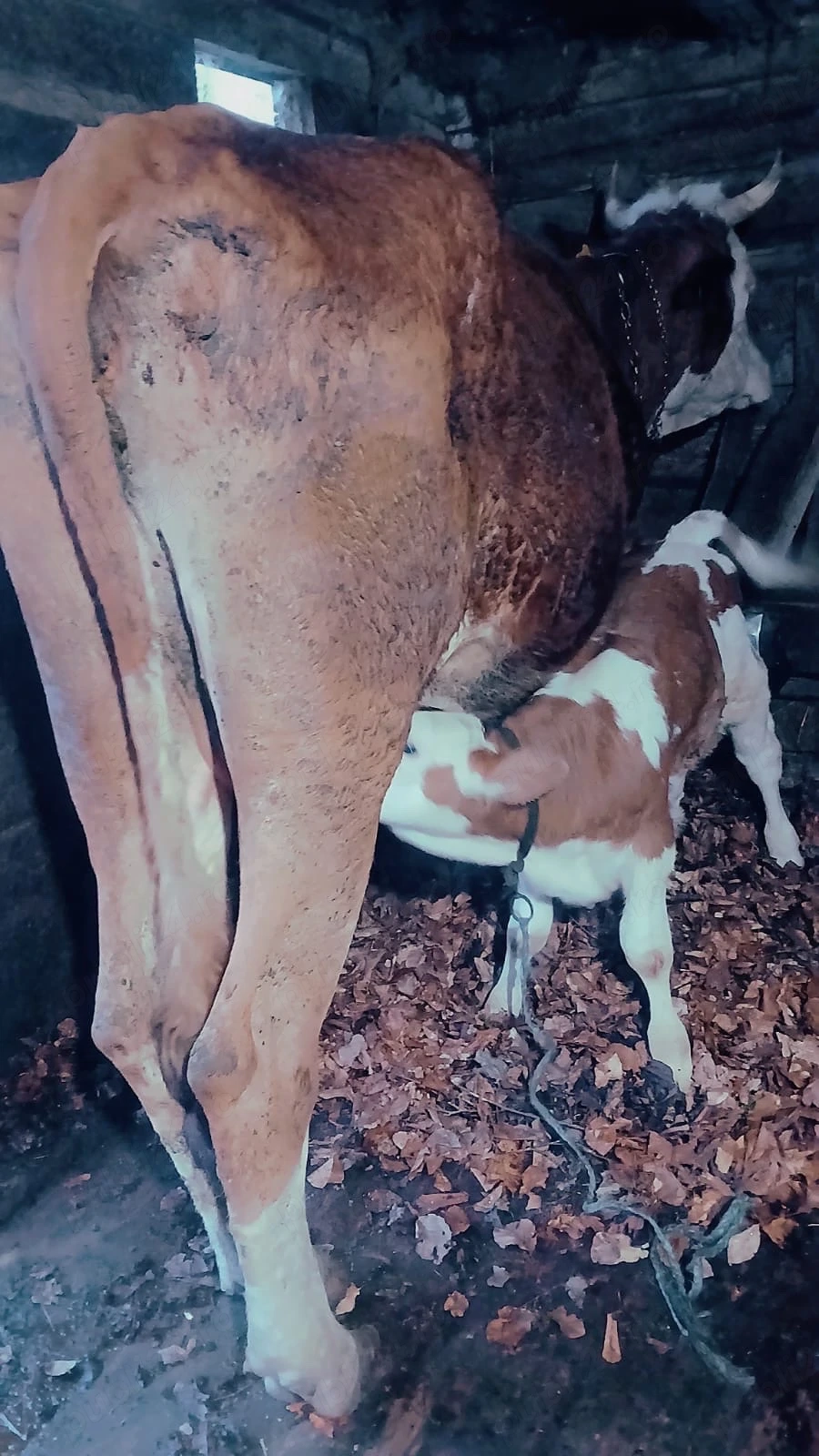 vaca cu vitel de vanzare 