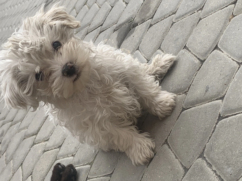  Vând puiuți Bichon Maltez, foarte frumoși și jucăuși 