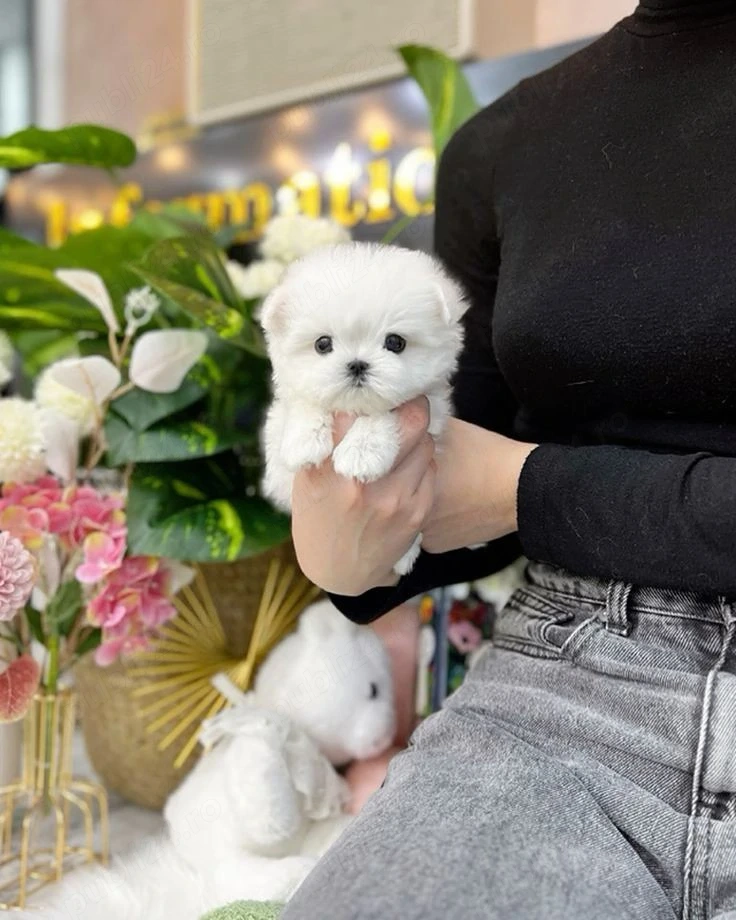  Bichon maltez mini toy 