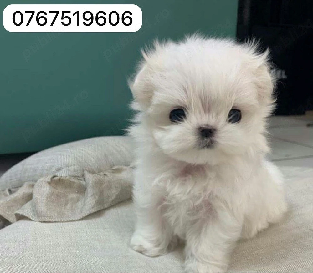 bichon maltez mini toy 
