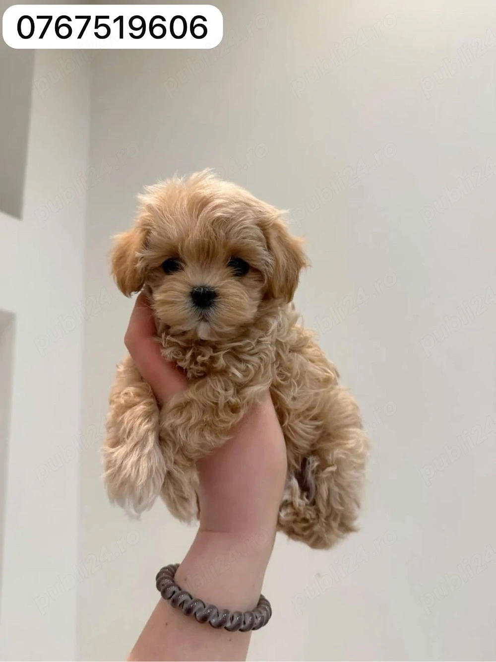 maltipoo pudel mini toy