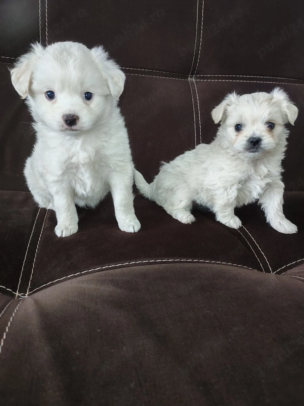Catei bichon 