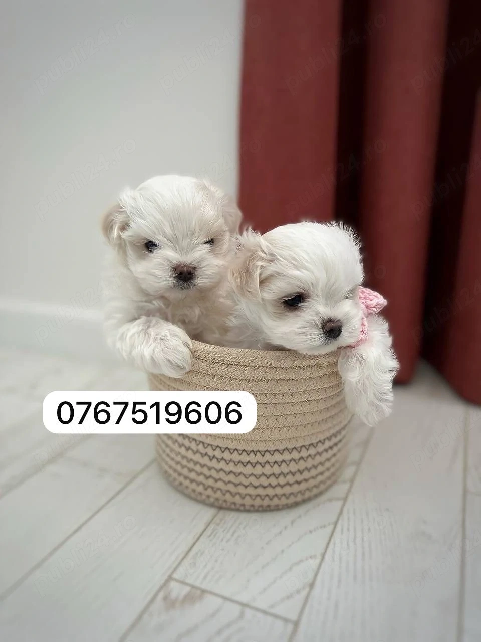 bichon maltez mini toy 