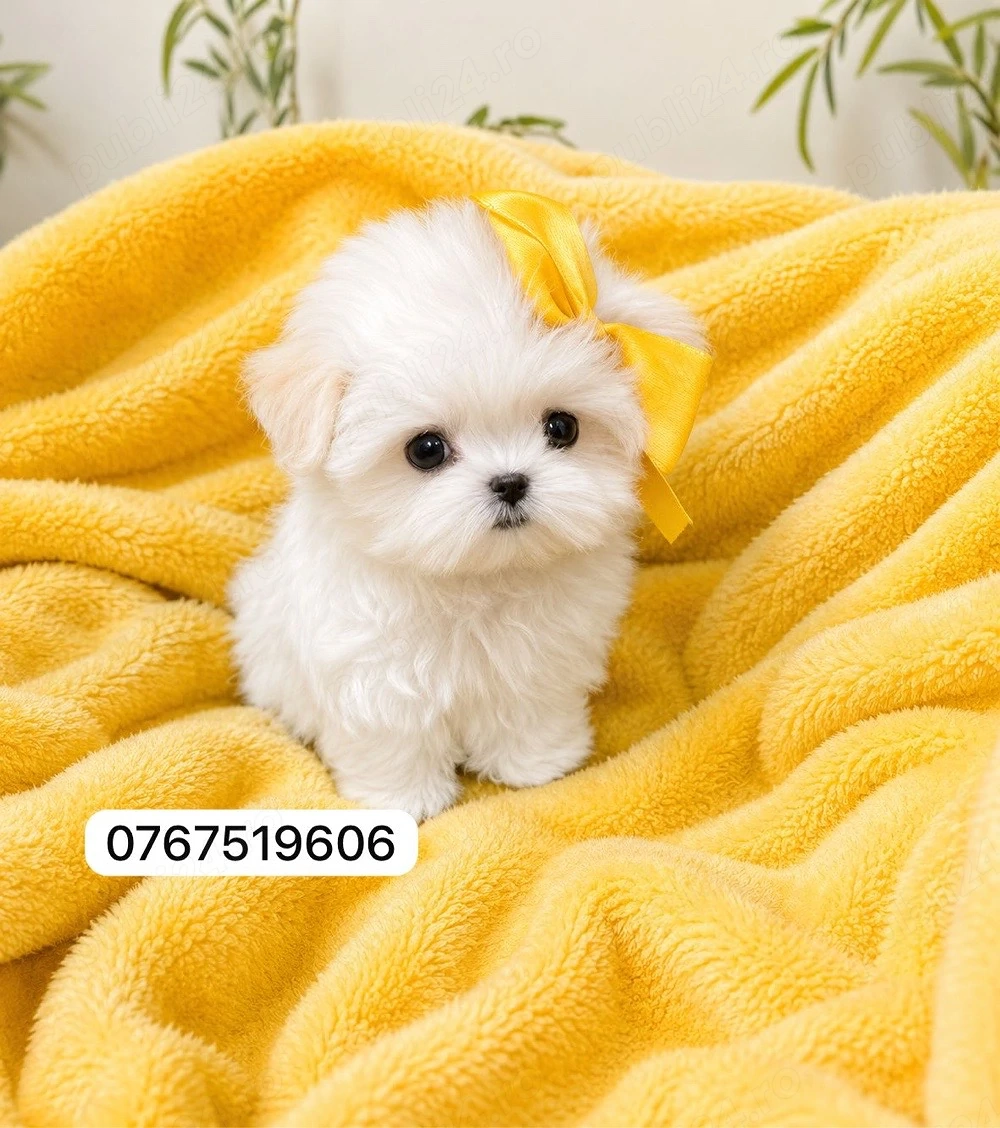bichon maltez mini toy 