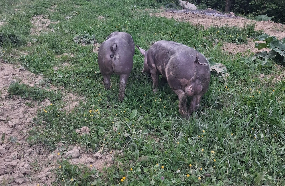 Pereche pietrain. Se vând și separat.