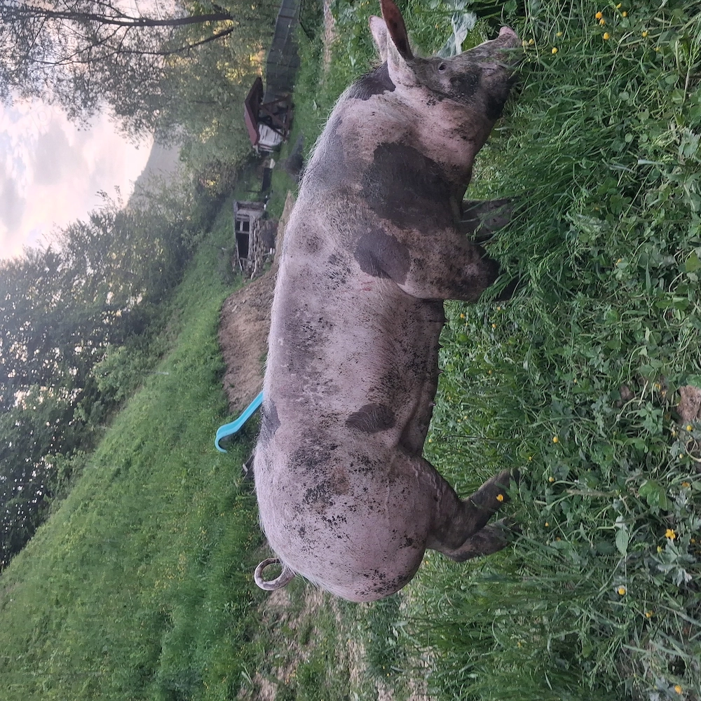 Scroafă pietrain ideală pentru reproducție