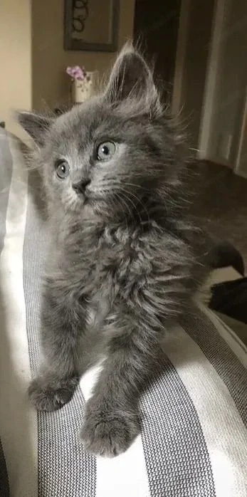 Maine coon fetita