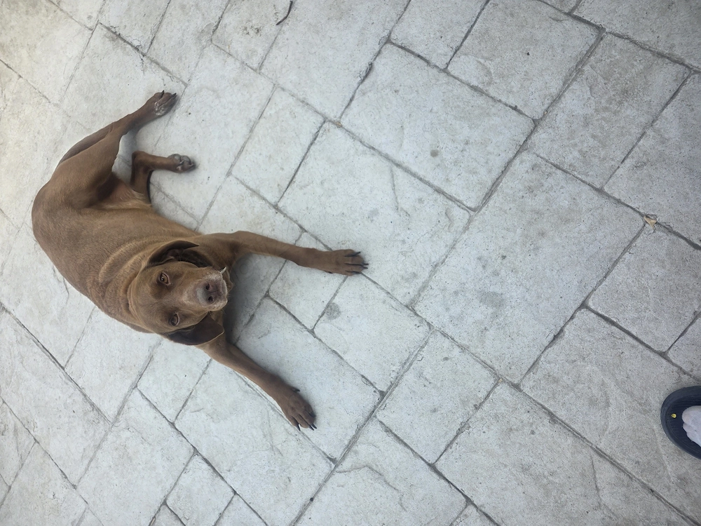 Catea pentru adoptie