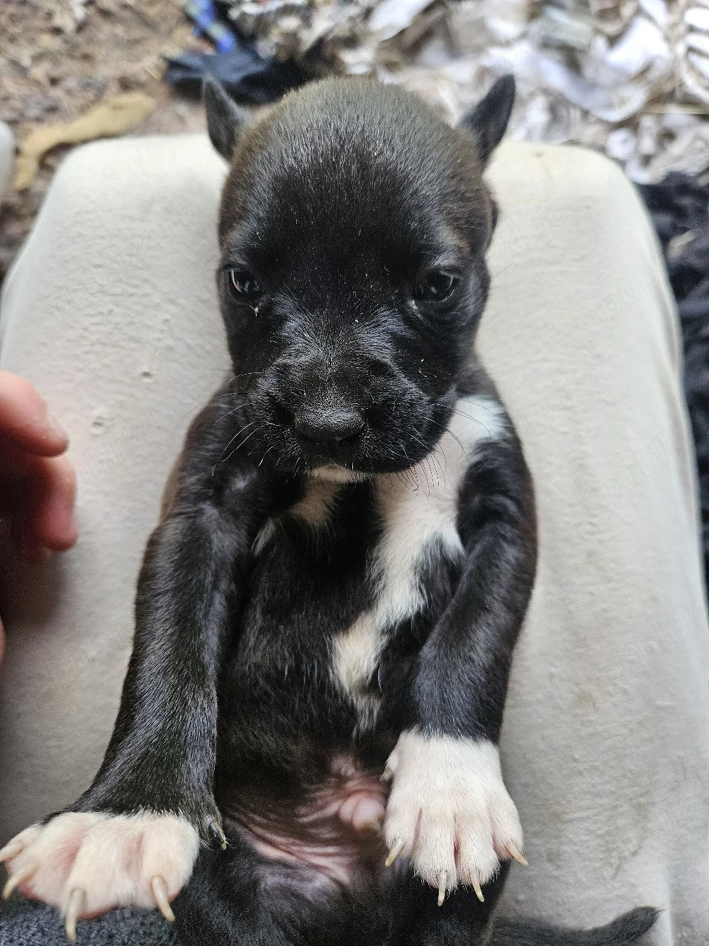 vand puii de amstaff (4)