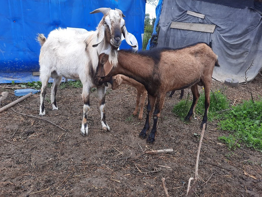 capre saneen , alpina franceză  , tap anglo nubian 