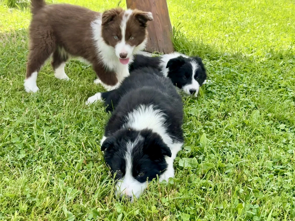 Pui Border Collie