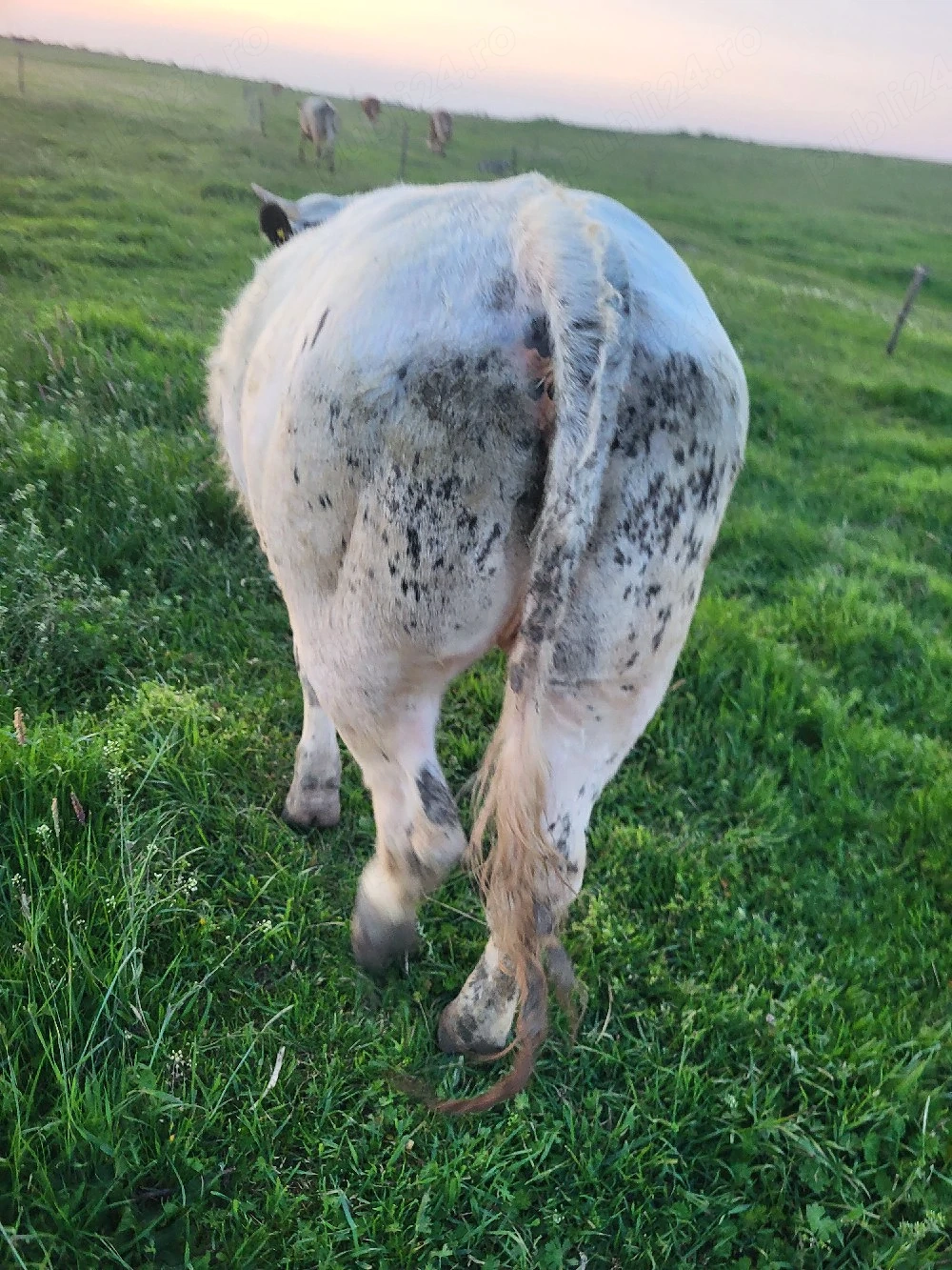 Vând vițică 