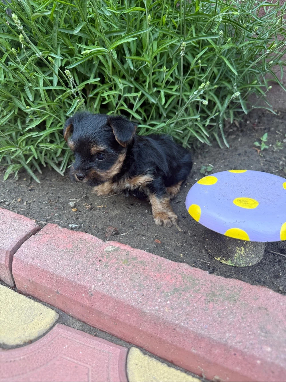 Yorkshire Terrier