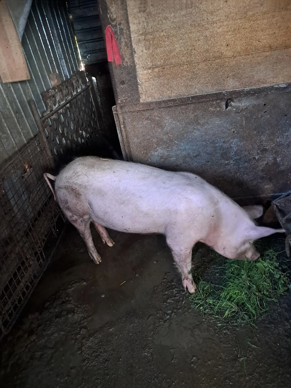 vand porc 