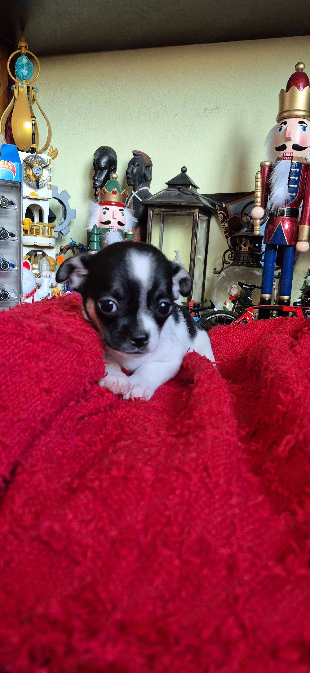 chihuahua fetita