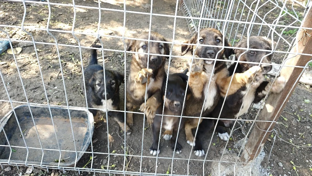 Cățeluși minunați își caută familii iubitoare!