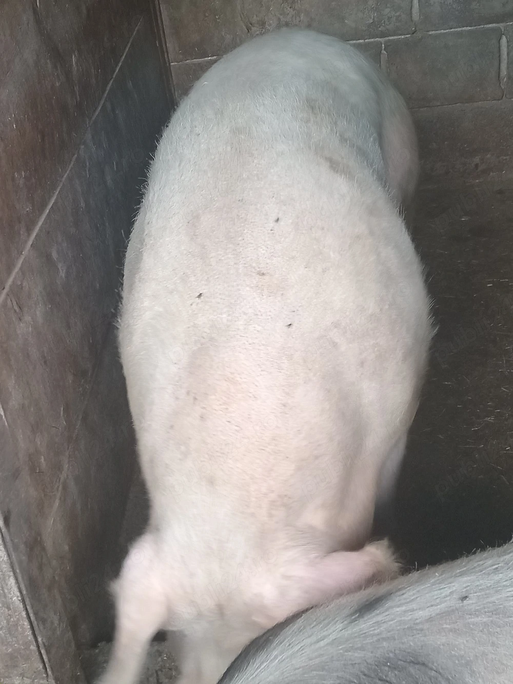 porci de carne 