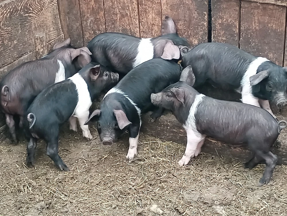 Disponibili 6 purcei bazna de 7 săptămâni preț 250 lei bucata info  