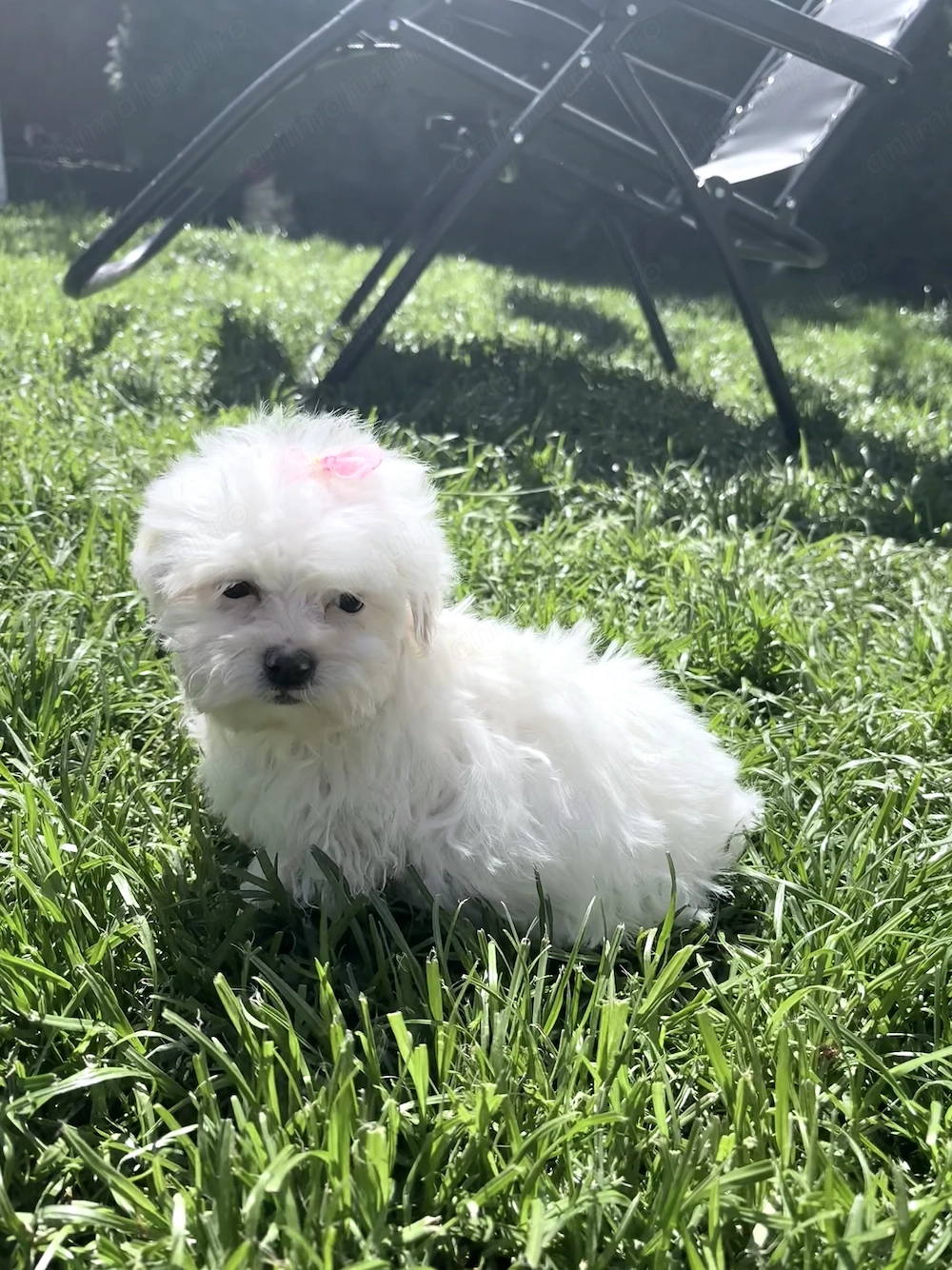 Bichon maltez mini toy,fetita