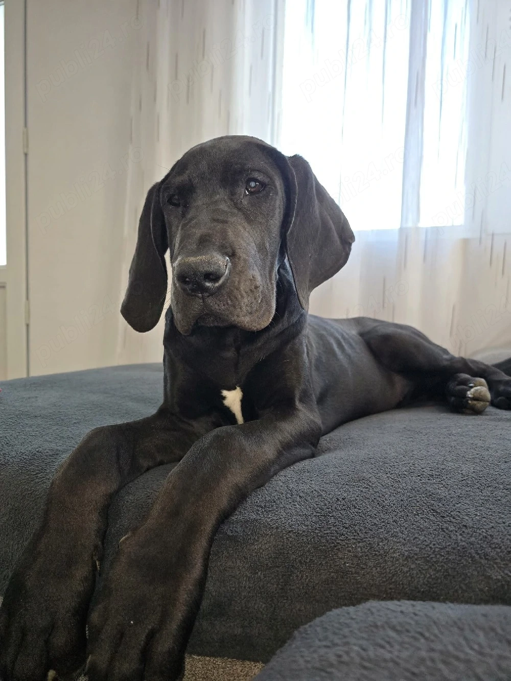 Dog German Great Dane