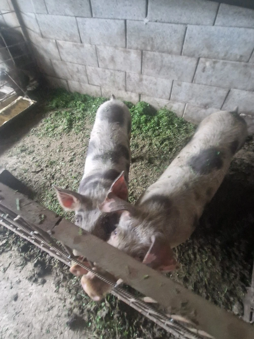 Porci pirtrean