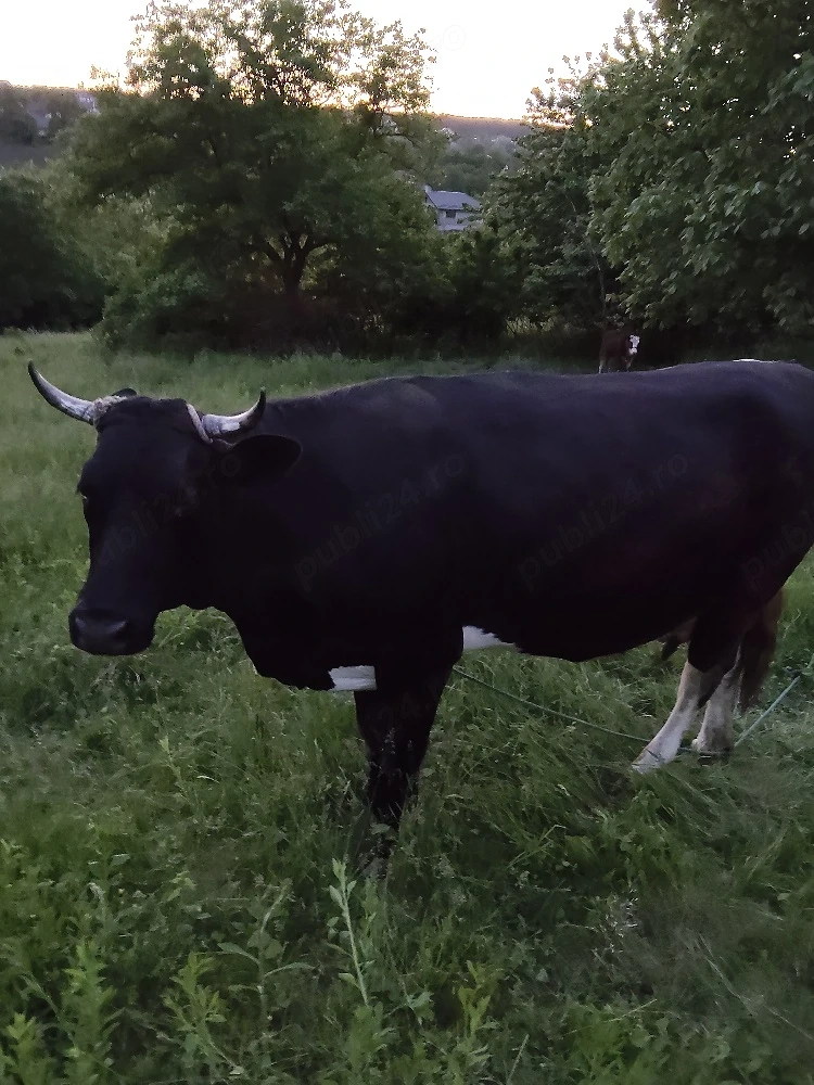 vind vaca și vițică 