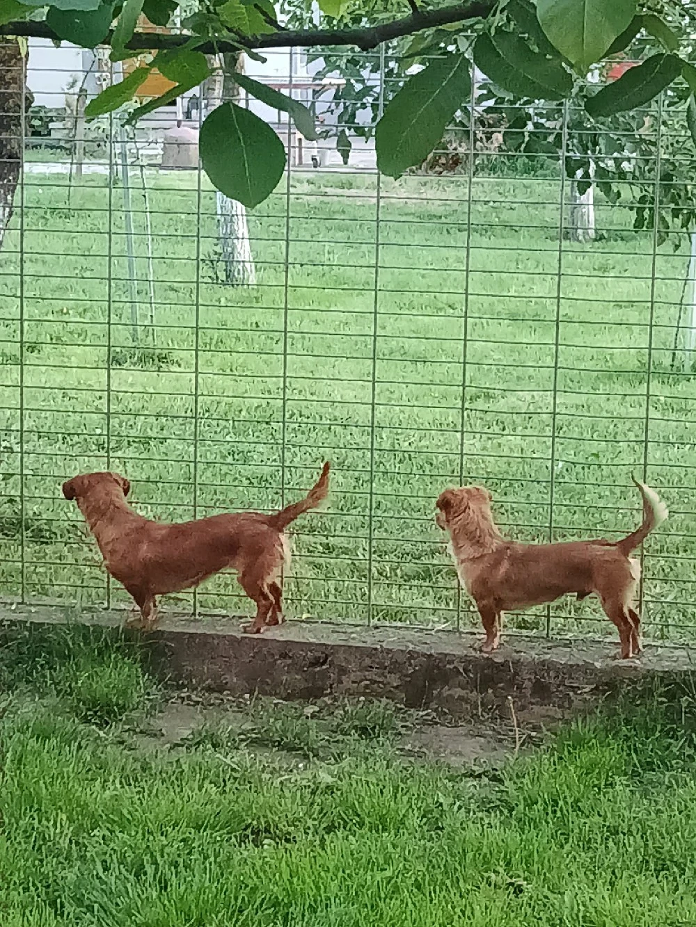 cățeluși de vânzare (donez)