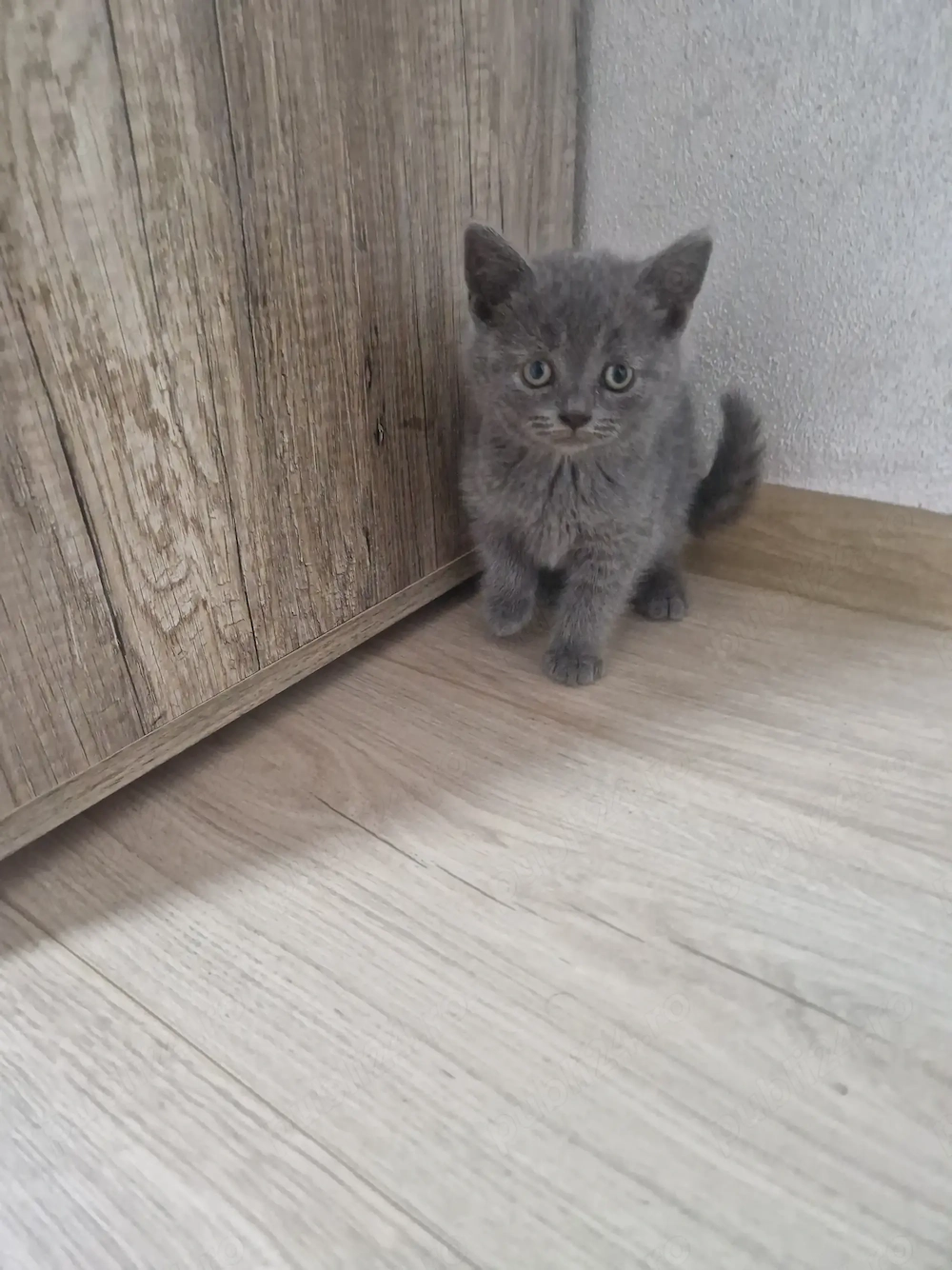 British Shorthair Blue 