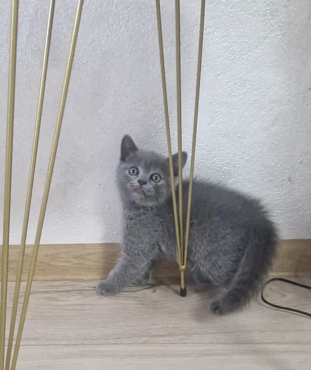 British Shorthair Blue 