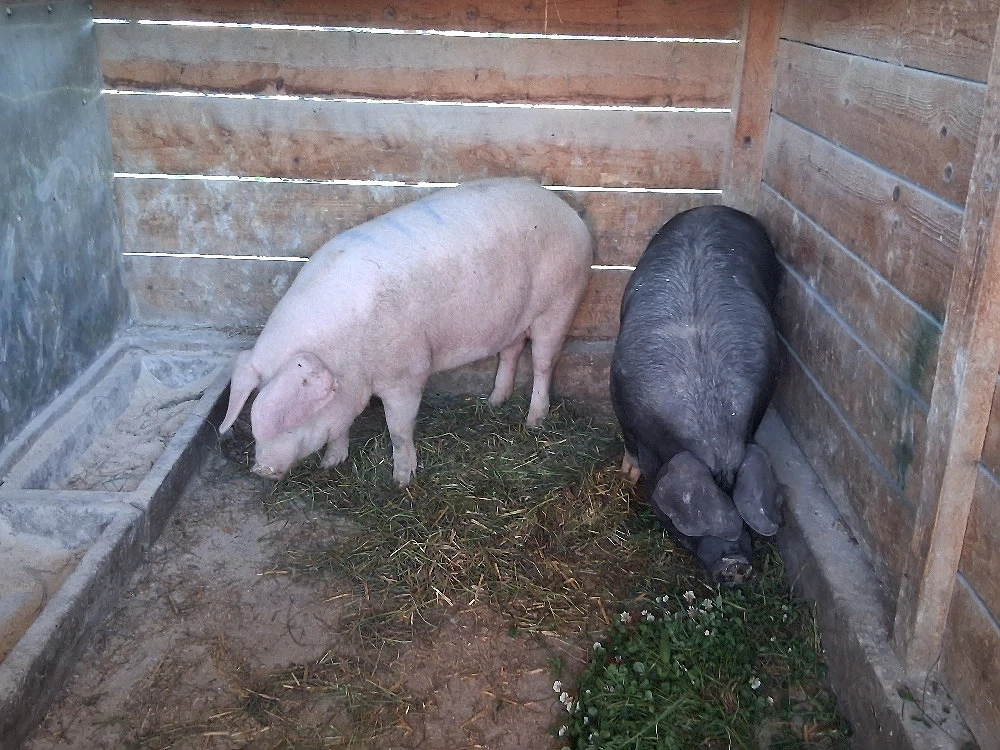vând 2 porci pentru sacrificare 125-135  kg