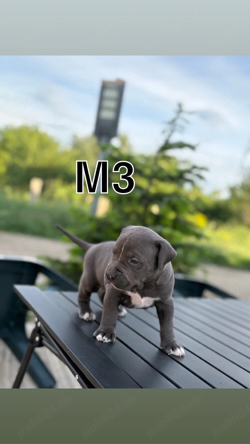 vand amstaff blue 
