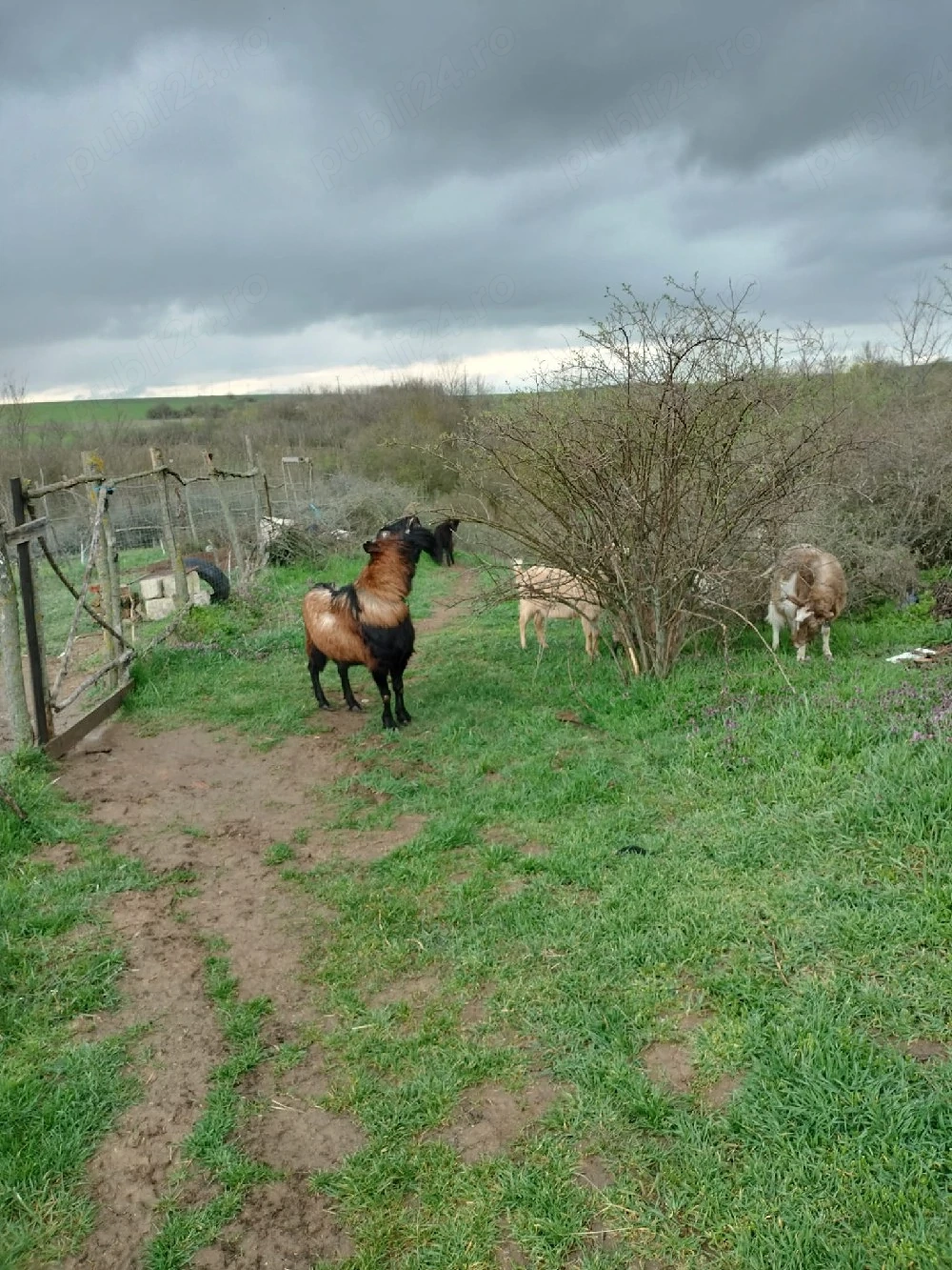țap bun de prăsilă se vinde 