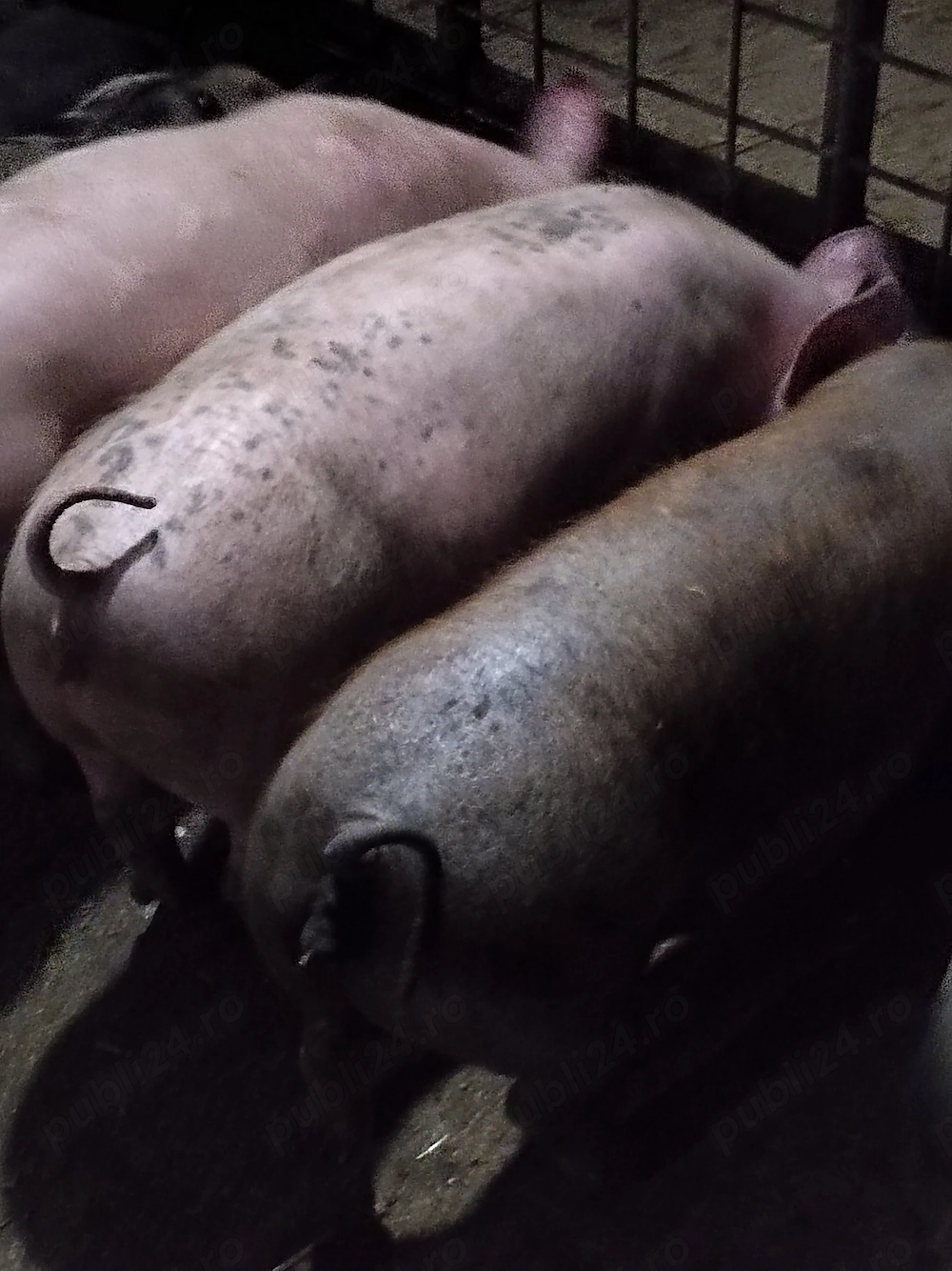 Porci de vânzare. 