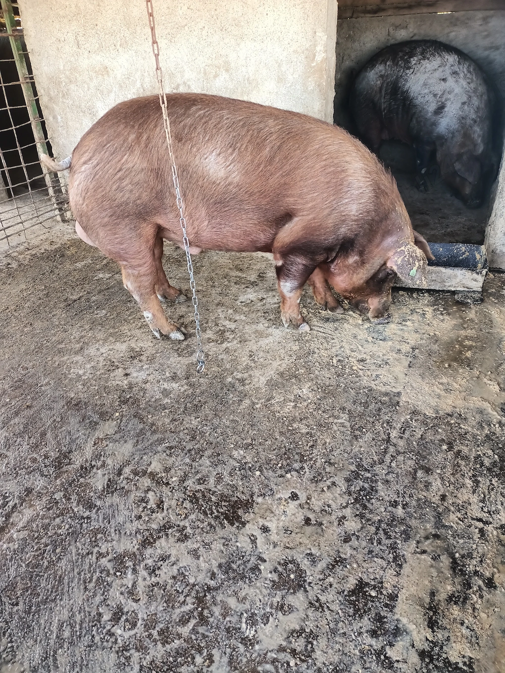 Vier duroc rasa pura