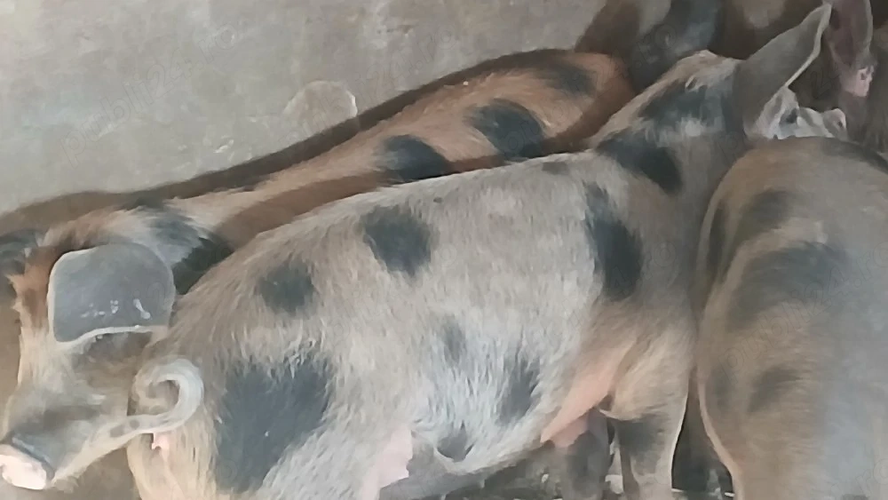 soldani 45 kg