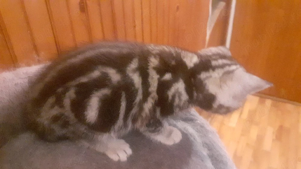 Pui british short hair silver tabby 