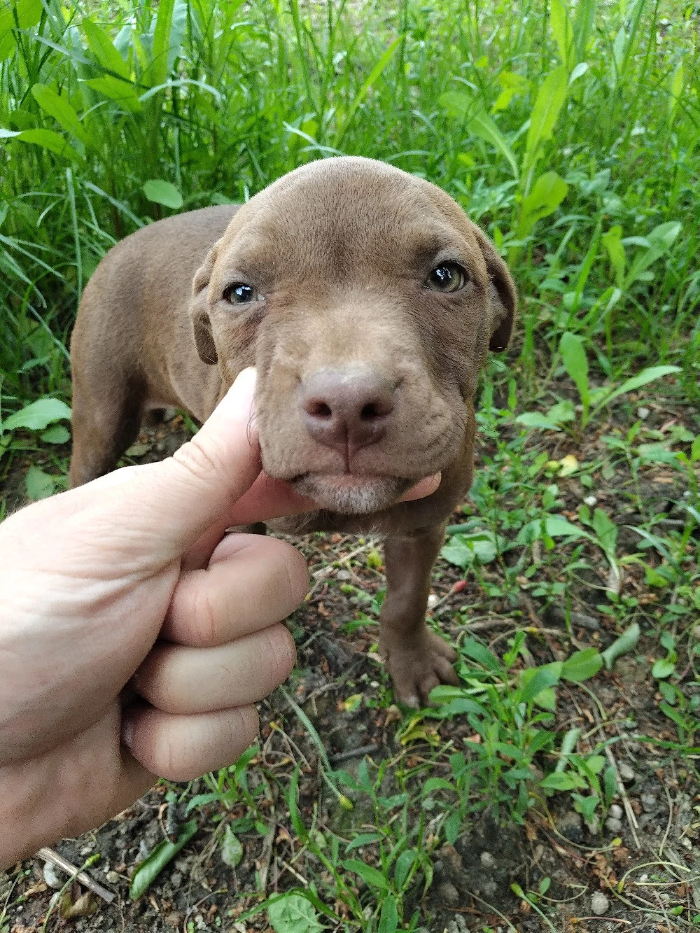 femela amstaff