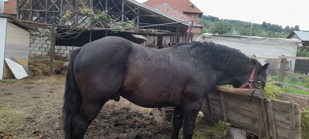 Vand Armasar in vârstă  de 5 ani 