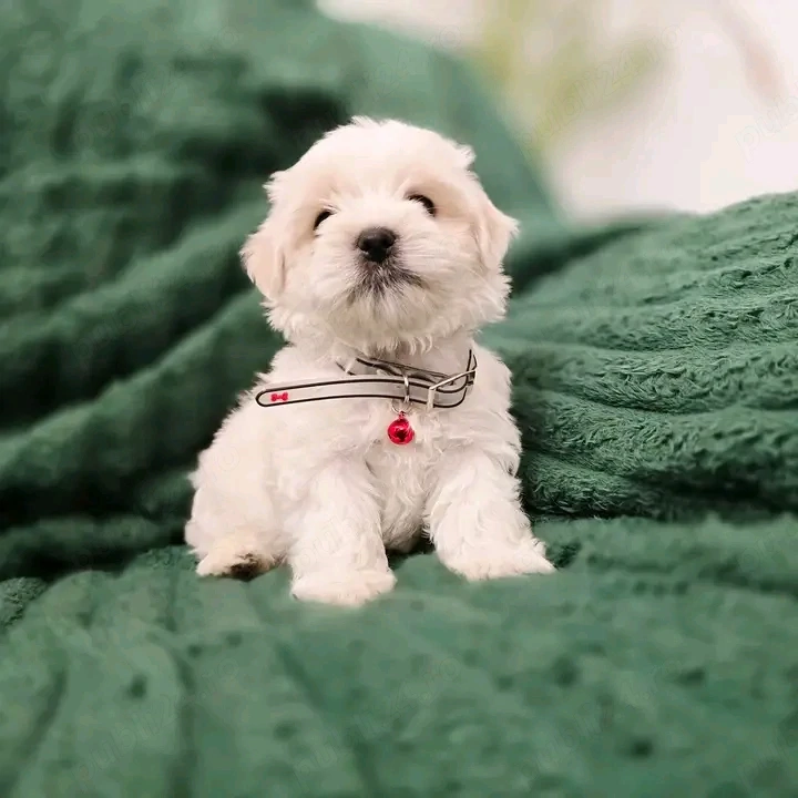 Puiuți superbi de Bichon maltez mini toy 